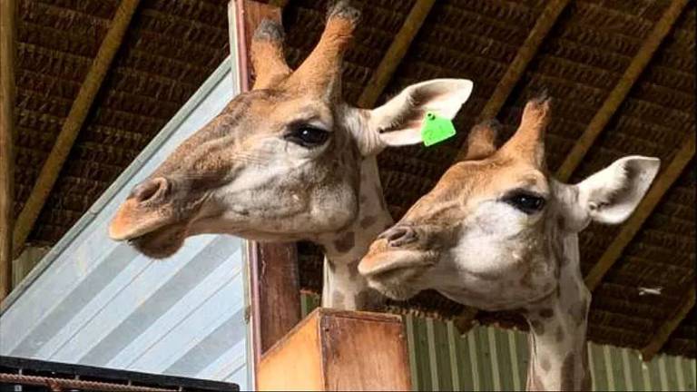 Duas das 18 girafas bebês que foram transportadas de Joanesburgo para o Rio de Janeiro dentro de contêineres de madeira