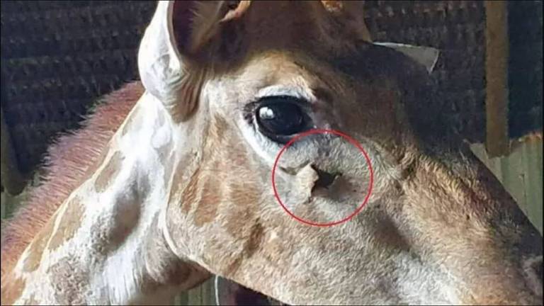 Foto da polícia mostra uma lesão sob o olho direito de uma girafa importada da África do Sul