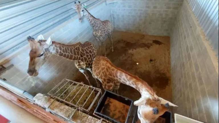 A polícia diz que as girafas foram mantidas em duplas ou grupos de três dentro de baias de 31 metros quadrados com pouca luz e muita umidade
