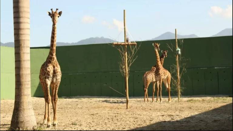 Fotos enviadas pelo zoológico à BBC mostram algumas das girafas restantes em grandes espaços abertos