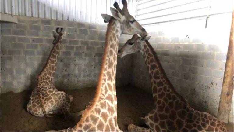Após serem importadas de uma fazenda perto de Joanesburgo, as girafas passaram sete meses trancadas em baias como esta no Rio