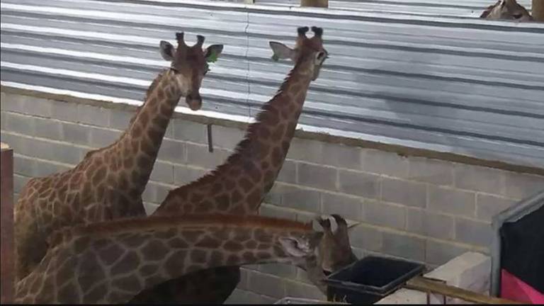 'Do ponto de vista da conservação, isso é trágico para a imagem dos zoológicos e para a imagem do Brasil, mas principalmente para essas girafas', diz o especialista em animais Roched Seba
