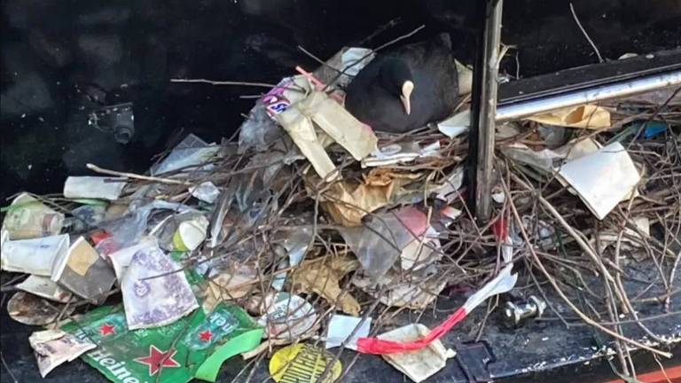 Este galeirão-comum foi encontrado rodeado por lixo em seu ninho na Holanda