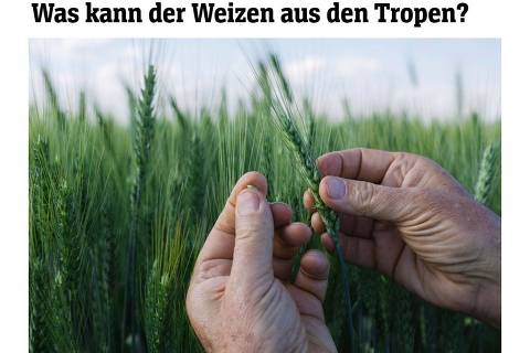 Der Spiegel reporta sobre o 'trigo dos trópicos'