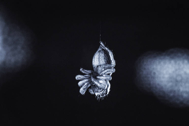 Imagem de uma aranha-saltadora descansando; quando juntam as pernas, elas movem os olhos, mostrando reminiscência do REM, o movimento rápido dos olhos durante o sono