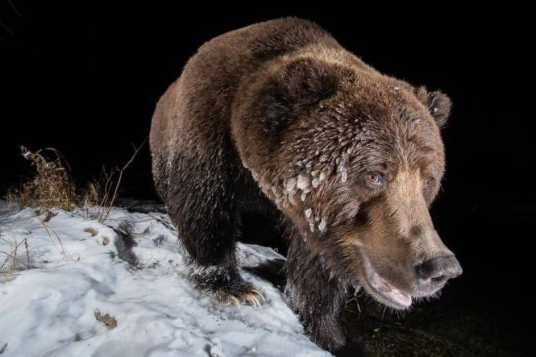 Armadilhas fotográficas, vencedora: 'Ice bear' ('Urso de gelo')