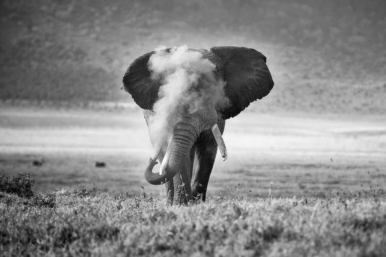 Comportamento Animal, segundo lugar: 'African elephant puffing dust' ('Elefante africano soprando poeira')