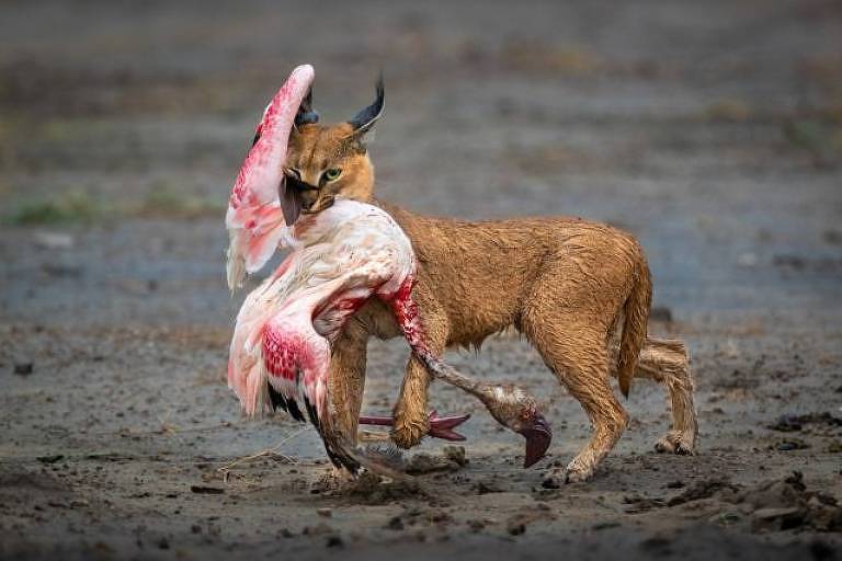Foto de gato selvagem caçando flamingo ganha prêmio