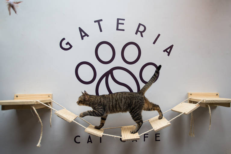 O primeiro cat café da liberdade 😻🧋 Ep.11 @angrycatcoffeeshop 📍R.