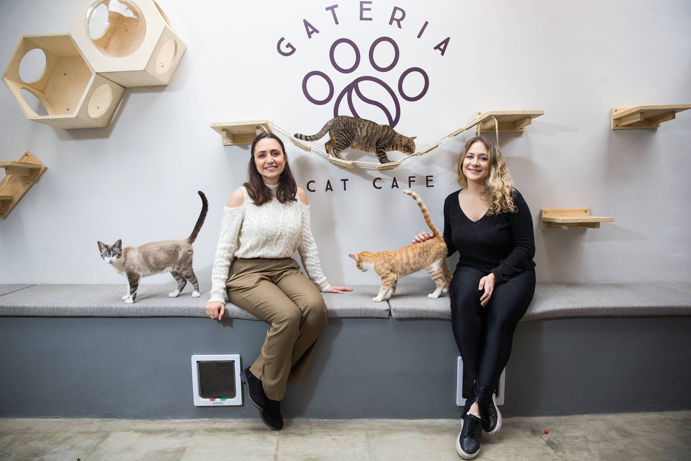 uma coleção de gatos fofos brincando na sala de estar, ótimo para