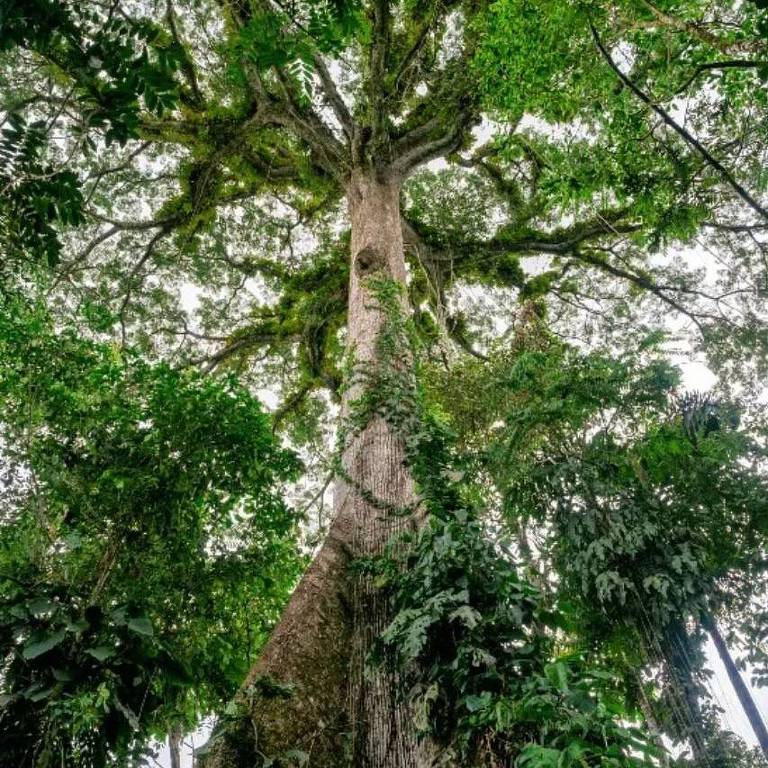 Aproximadamente 50% da biomassa, da madeira das árvores, é carbono
