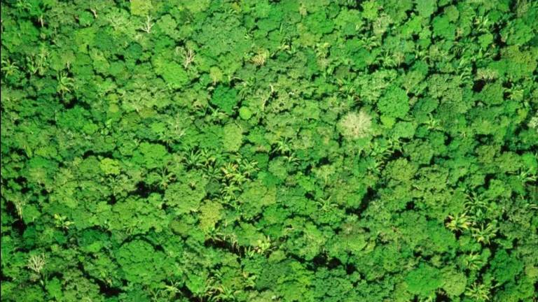 O carbono armazenado nas florestas não se encontra apenas acima do solo, mas também nas raízes das árvores