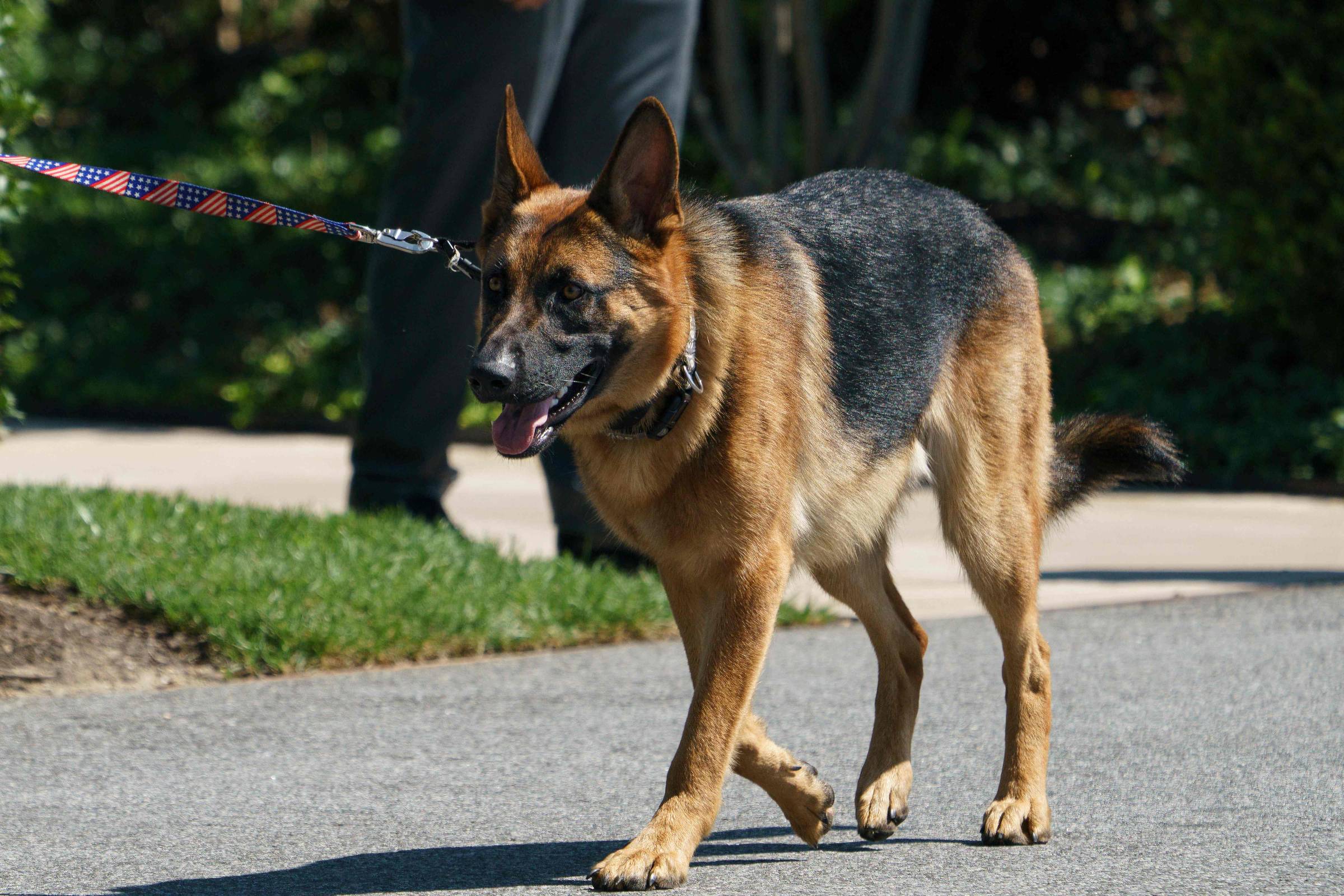 Cachorro de Biden morde agente do serviço secreto dos EUA