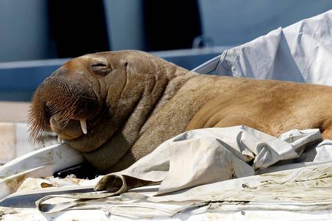 (FILES) This file photo taken on July 19, 2022 shows young female walrus nicknamed Freya resting on a boat in Frognerkilen, Oslo Fjord, Norway. - Freya that attracted crowds while basking in the sun of the Oslo fjord was euthanised, Norway officials said on Sunday, August 14, 2022. 