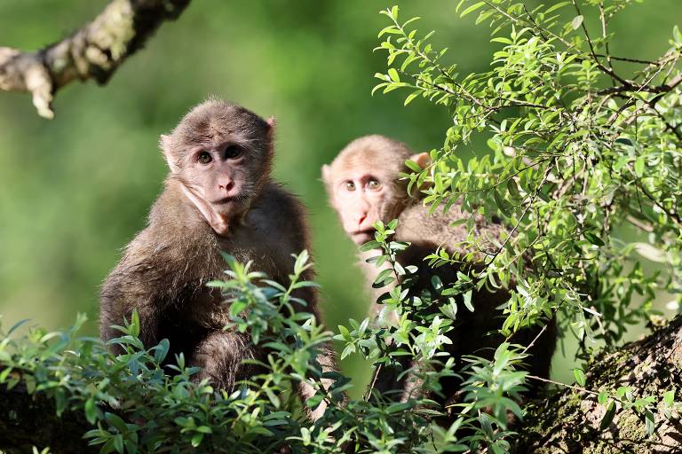 Ataque a primatas gera debate sobre nome da varíola dos macacos