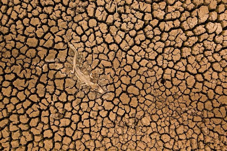 Foto mostra carcaça de um jacaré em meio a seca da cidade de Poconé (MT)