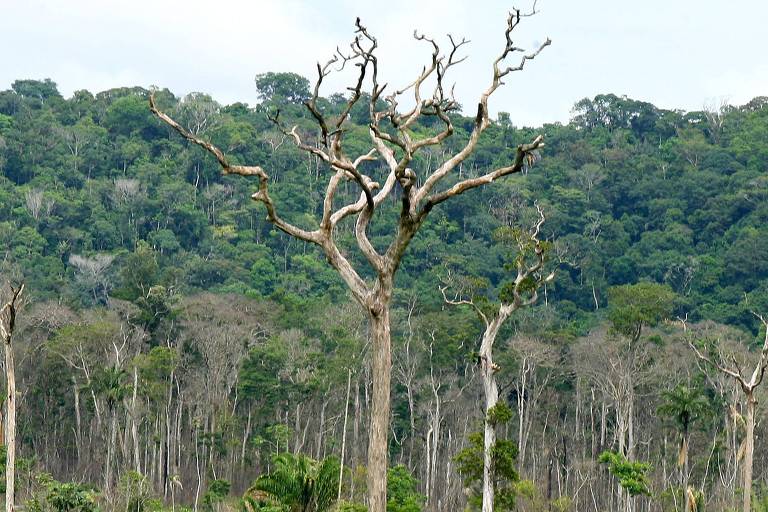 Árvore seca em uma área desmatada na entrada do Parque Estadual Cristalino, entre os municípios de Alta Floresta e Novo Mundo