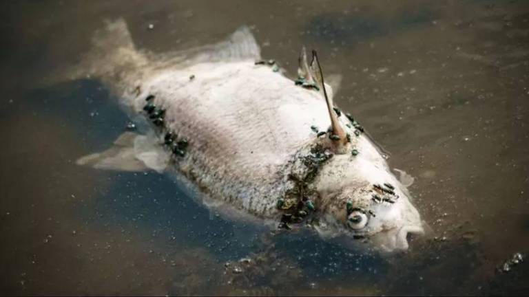Imagem de um peixe morto na água do rio