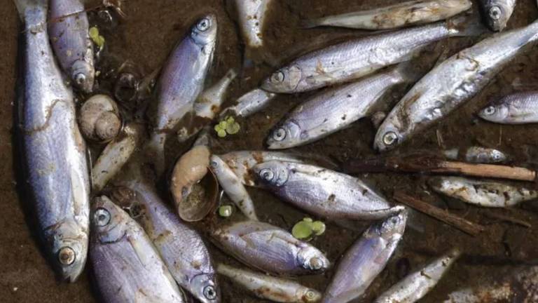 Peixes mortos no rio Oder, que atravessa Alemanha e Polônia
