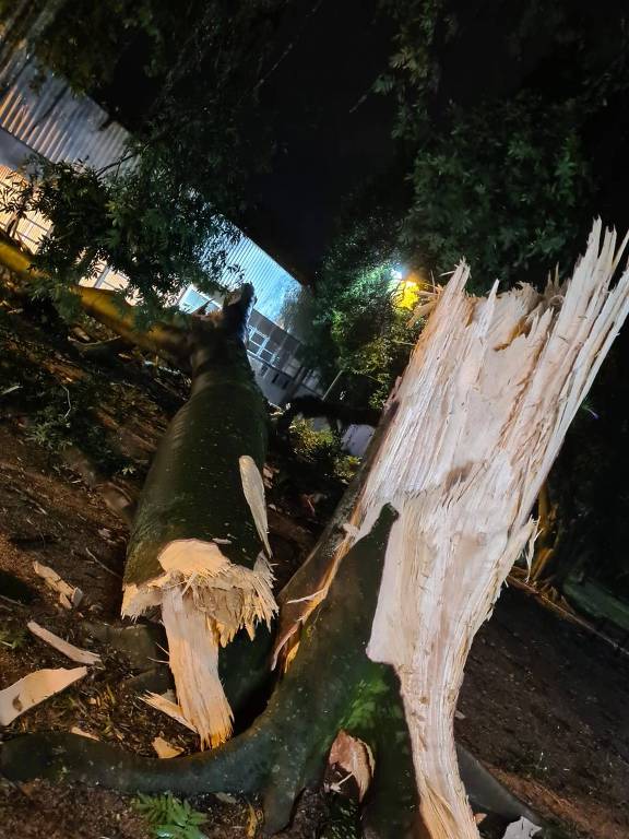 Árvore é derrubada pela forte ventania de até 120 km/h em Canoas (RS) com a chegada do ciclone extratropical na noite desta segunda (15)