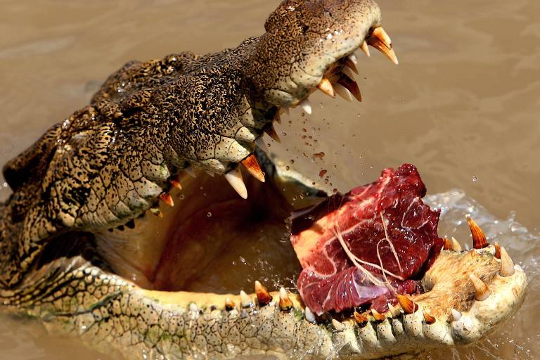 Crocodilo abre a boca ao receber um pedaço de carne