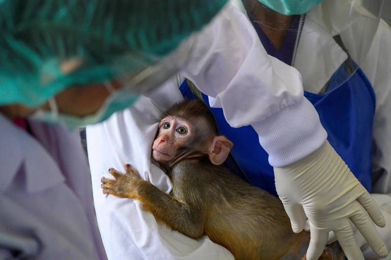 Foto mostra cientista fazendo testes da vacina de Covid-19 em filhote de macaco na Tailândia