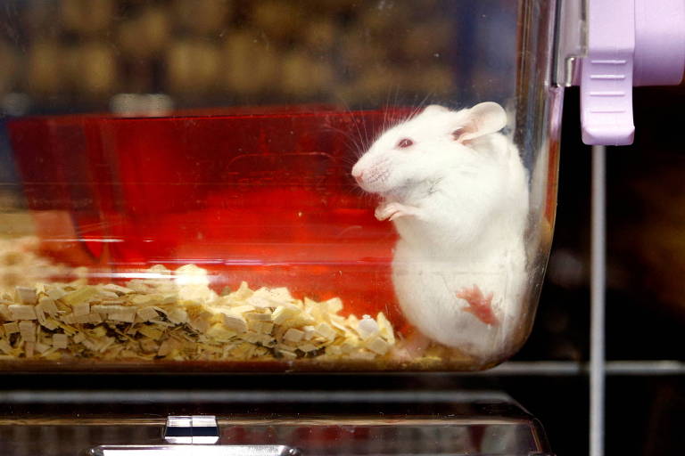 Um rato em uma caixa de plástico no laboratório da Universidade de Zurique, na Suíça