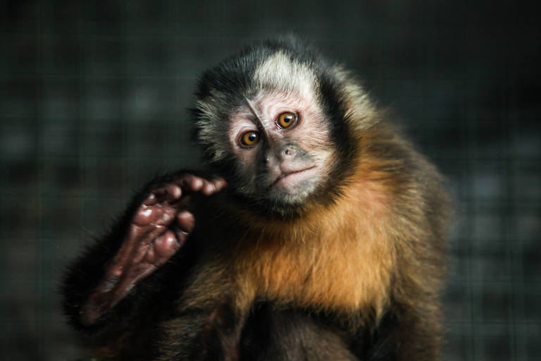 G1 - Macaco-prego é inteligente e pode saltar até três metros de