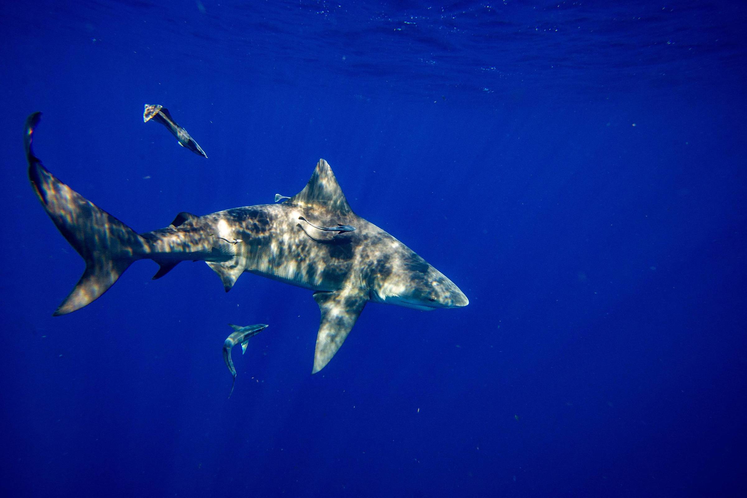 Florida shark attacks. Акулы во Флориде. Акула бык. Бычья акула фото.