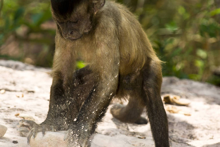 Macaco é melhor modelo animal : Revista Pesquisa Fapesp