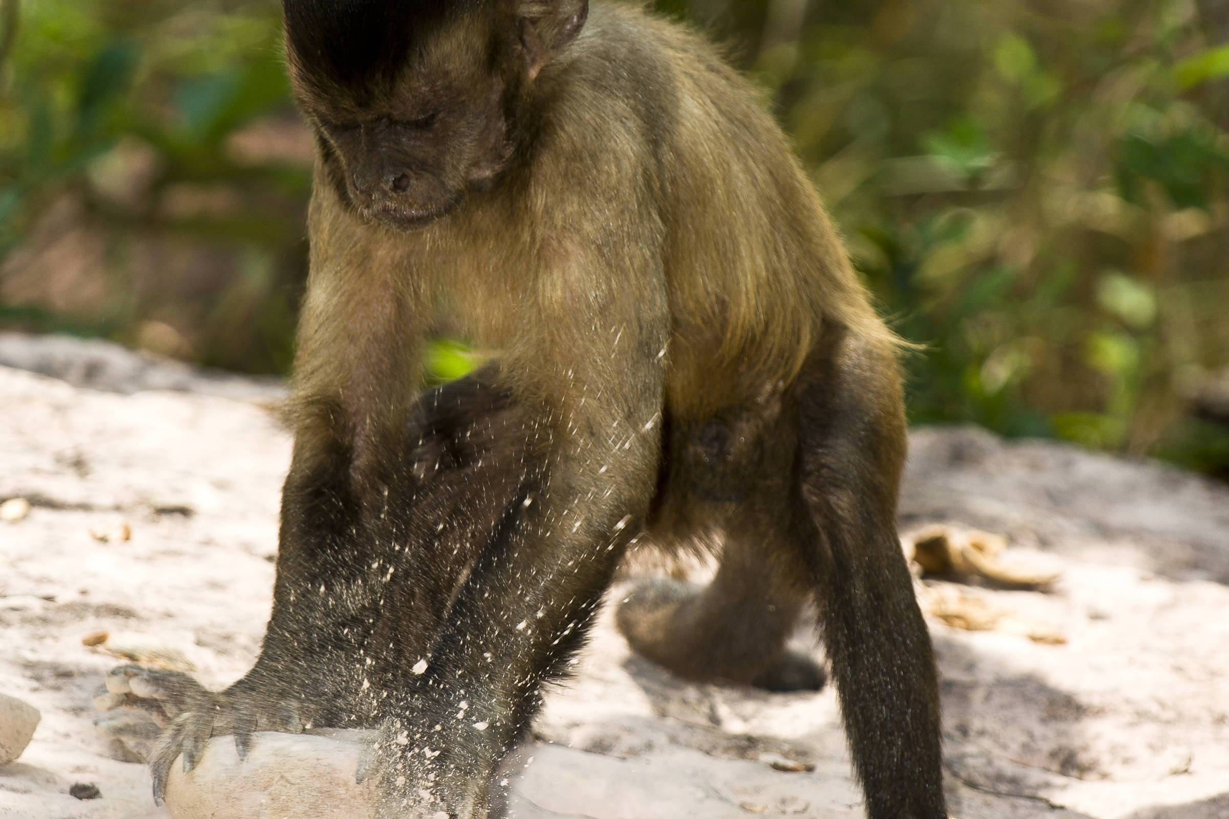 Macacos-prego: como uma simples pedra se transforma em ferramenta