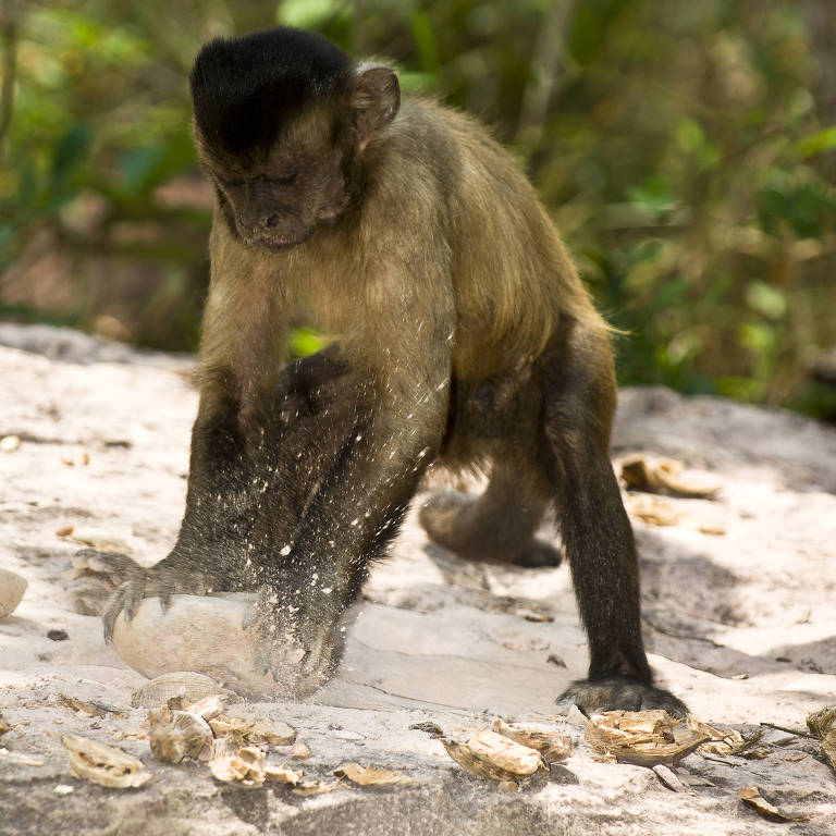 Macaco-prego utiliza pedra para quebrar coquinho no município de Gilbués, no sul do Piauí