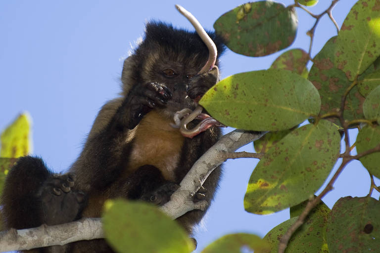 Macaco-prego come uma cobra, uma das formas de alimentação em que os animais não precisam usar ferramentas