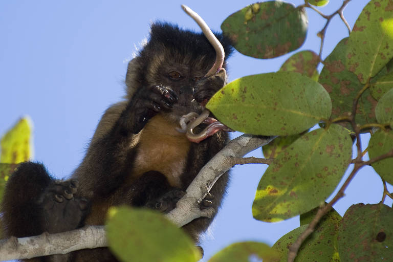 Macacos-prego: como uma simples pedra se transforma em ferramenta