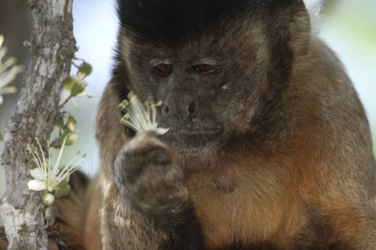 Flores é outra iguaria da direta dos macacos-pregos estudados pela equipe de pesquisadores