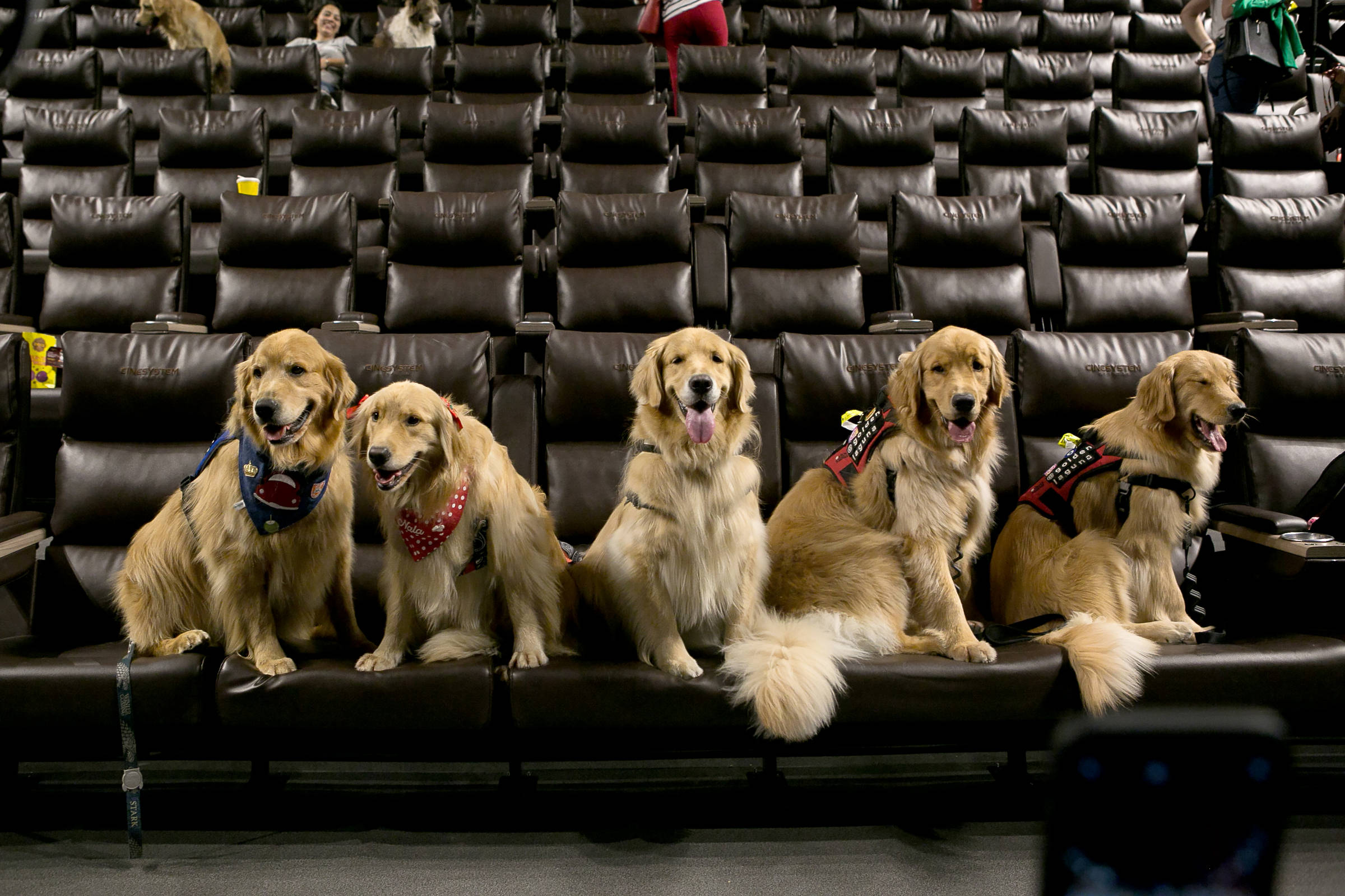 No dia mundial do cachorro quente, o Fala Brasil levanta a