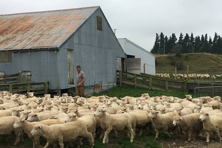Nova Zelândia debate trocar icônicas fazendas por luta contra crise climática