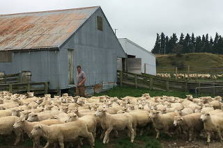 FILE PHOTO: Mike Salvesen works in his yard on his farm at Mt Somers, outside Christchurch, New Zealand