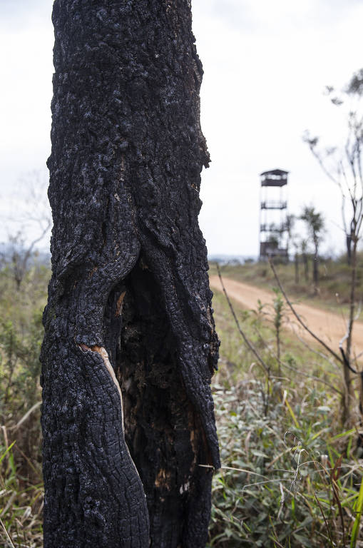 Um ano após incêndio, Parque do Juquery ainda tem cicatrizes do fogo