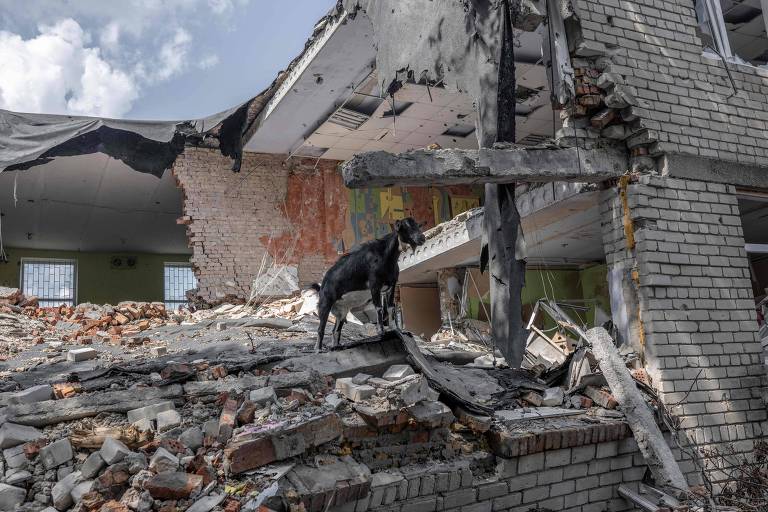 Cabra em meio a ruínas de uma casa destruída em Mikolaiv