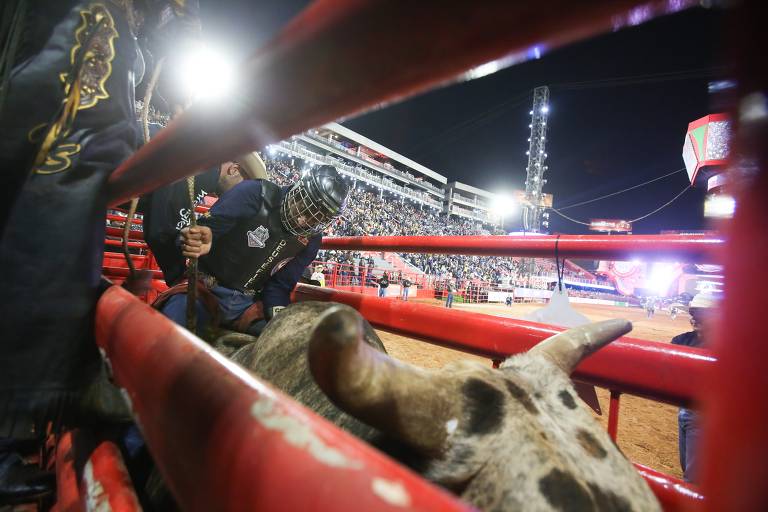 Saiba por que os touros estão vencendo os peões em rodeios como o