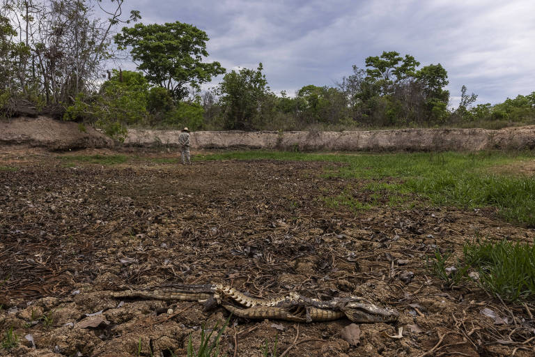 Promotoria diz que mudanças na Lei do Pantanal ferem Constituição