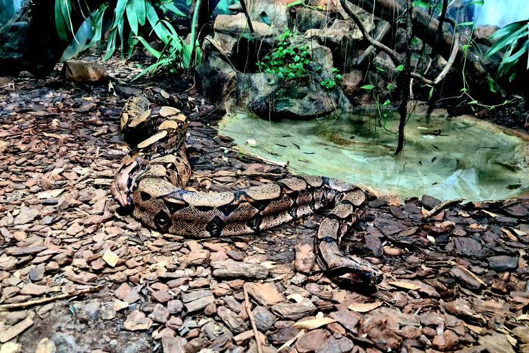 Cobras e lagartos ilustram caminhada pelo Parque Butantan
