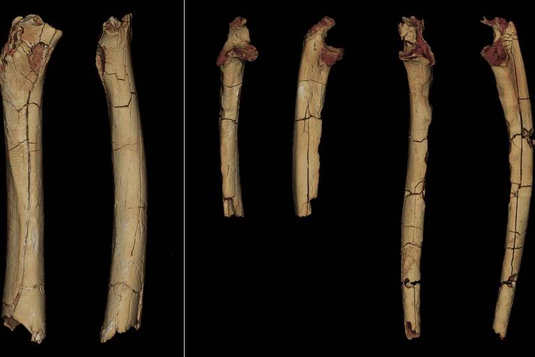 Modelos 3D do material pós-craniano de Sahelanthropus tchadensis. Da esquerda para a direita: o fêmur, em vista posterior e medial; as ulnas direita e esquerda, em vista anterior e lateral. Esses restos foram todos descobertos em 2001 pela Missão Paleoantropológica Franco-Chadiana (MPFT).