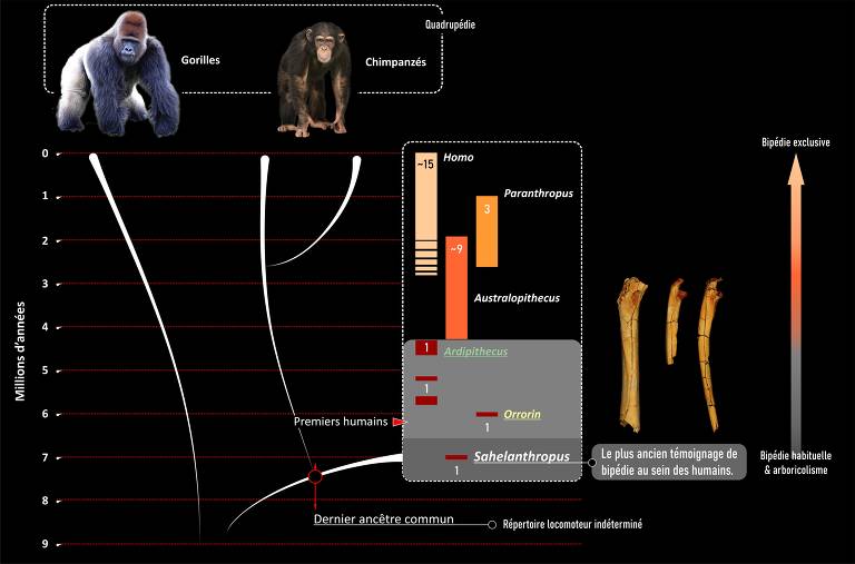 Imagem compara separação dos primatas que deram origem aos seres humanos e os demais. A humanidade separou-se do grupo dos chimpanzés durante o recente Mioceno, provavelmente entre 10 e 7 milhões de anos antes do presente. Essa divergência resultou em morfologias muito distintas: os ossos dos membros, por exemplo, apresentam diferenças notadamente ligadas a uma locomoção quadrúpede para os chimpanzés e uma locomoção bípede para os humanos existentes