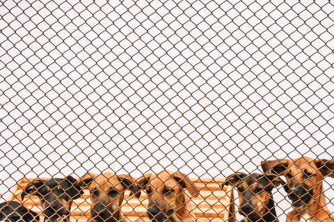 RIBEIRÃO PIRES / SÃO PAULO / BRASIL -09 /08/22 - :00h - ONGs que resgatam animais. O Clube dos Vira Latas tem um sítio em que vivem 500 cães resgatados, que são reabilitados pra adoção. Cláudia Demarchi, 55, fundadora e presidente da ong.  ( Foto: Karime Xavier / Folhapress) . ***EXCLUSIVO***Sup. Especiais