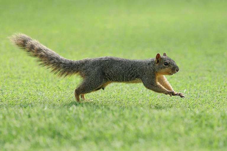 Esquilo corre na grama verde de campo de golfe em Tulsa, nos EUA