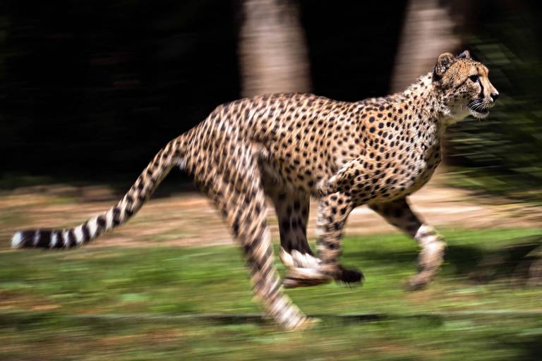 Guepardo corre no zoológico African Safari em Plaisance du Touch, na França