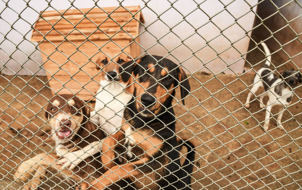 Número De Animais Abandonados Cresce Mas Adoção Não 27082022 Cotidiano Folha 3031