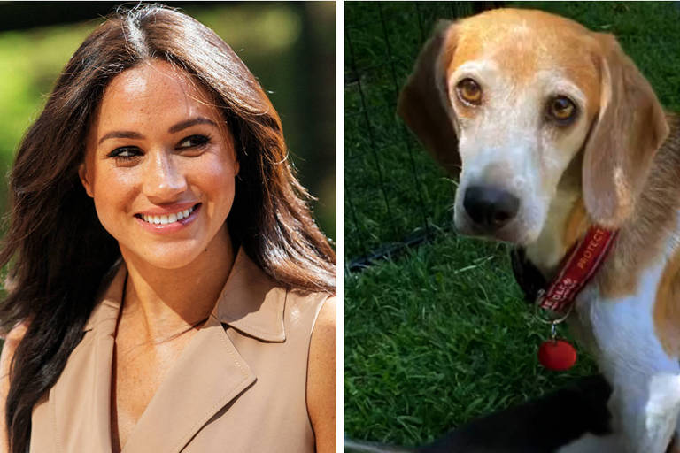 Meghan Markle adota a beagle Momma Mia